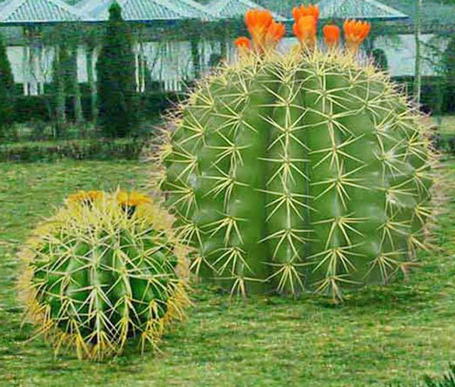 仿真植物雕塑材质与保养